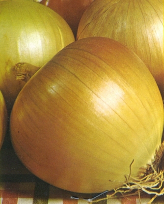 Picture of Onion Rijnsburger